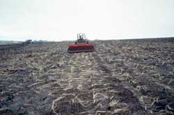 A site correctly transplanted with beach wildrye sprigs.