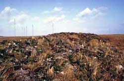 After one full year the natural revegetation process was beginning.