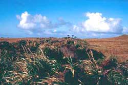 After three years the process of natural revegetation was well underway.