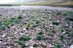 A river flood plain which was also revegetated with enhanced natural revegetation techniques.