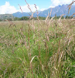 ‘Arctared’ red fescue