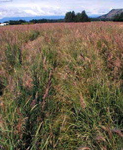 ‘Sourdough’ bluejoint reedgrass