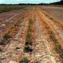 ‘Gruening’ alpine bluegrass