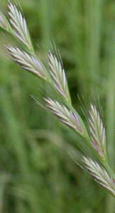 Annual ryegrass, Lolium multiflorum