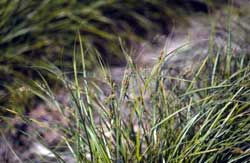 Attu Germplasm longawn sedge