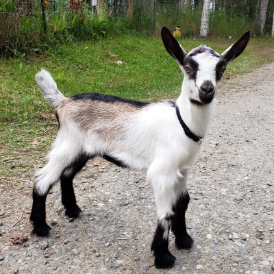 Cottonwood Creek Farm logo