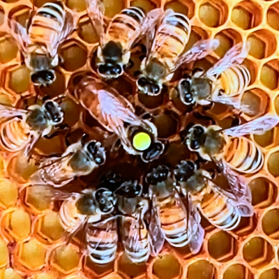 Glacier Ridge Apiary logo