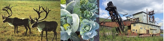 Multipe images stiched together; Caribou, Cabbages, Old mining equipment