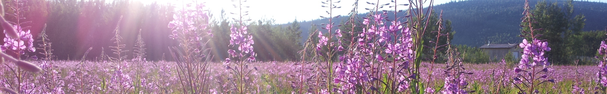 Image of Fireweed blooming in summer/fall
