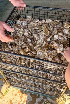 oyster trays; decorative