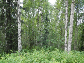 VAULT