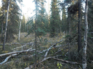 Tok (Tetlin Trail)