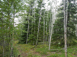 Trail near parcel 484-1098.