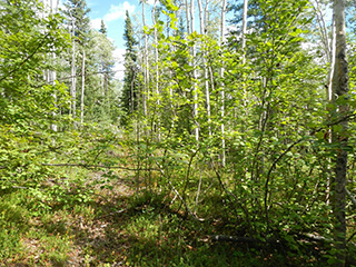 Typical vegetation on parcel 484-1097.