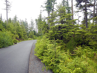 View of the Coffman Cove Road near Coffman Loop Phase I Subdivision.   