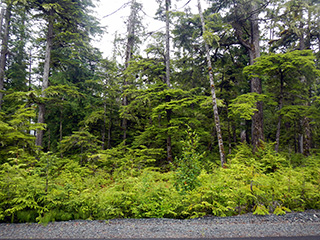 Typical vegetation in the Coffman Loop Phase I Subdivision. 