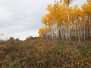 Aspens at the eastern boundary of the Tract. 