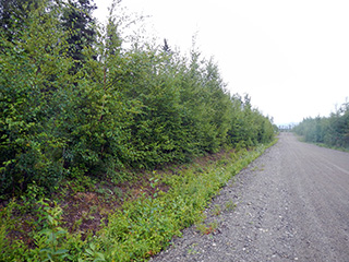 Backus Road and typical vegetation in the Mystery Subdivision.