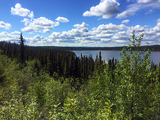 Typical vegetation in the area. 
