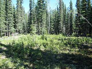 Typical vegetation in the Tok Tract 5 Subdivision.