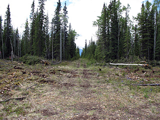 Looking south along Scoby Way, a brushed trial. 