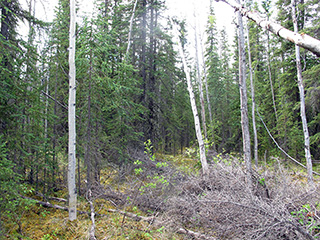 Vegetation representative of the Tok Triangle Phase III Subdivision.