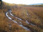 Trails in a wet area