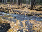 Unauthorized stream crossing on upper Jim Creek