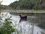 A cow moose in Jim Lake