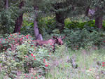 A bull moose foraging by Maude Road
