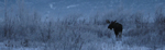 A Winter moose