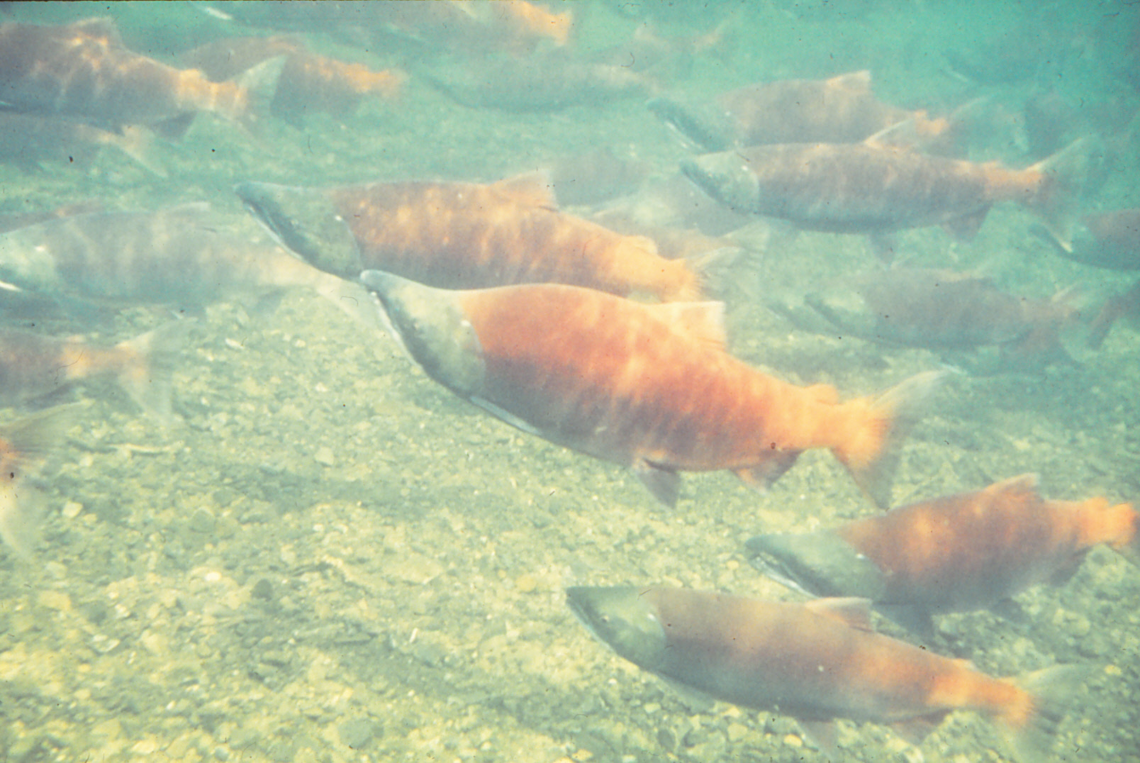 Underwater photo of several salmon, bodies red from spawning. Photo by DMLW, decorative.