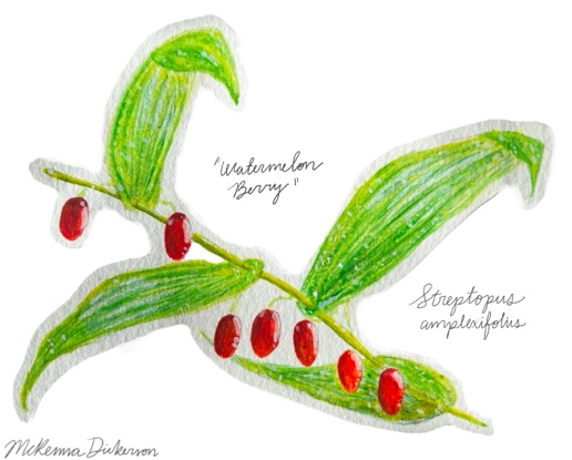 Drawing of Watermelon Berry plant stem with berries by McKenna Dickerson