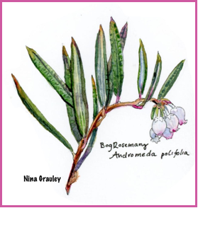 Watercolor Painting of Bog Rosemary plant by Nina Grauley