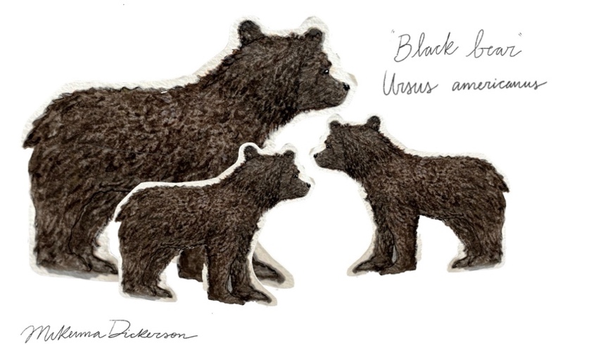 Drawing of black bear and two cubs by McKenna Dickerson