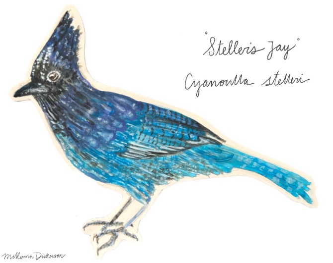 Drawing of a Steller's Jay bird by McKenna Dickerson