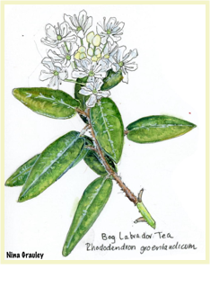 Watercolor Painting of Bog Labrador Tea plant by Nina Grauley