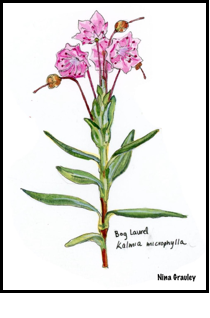 watercolor painting of Bog Laurel plant by Nina Grauley