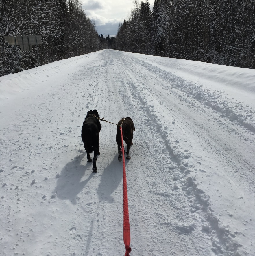 Skijoring out to the Cabin