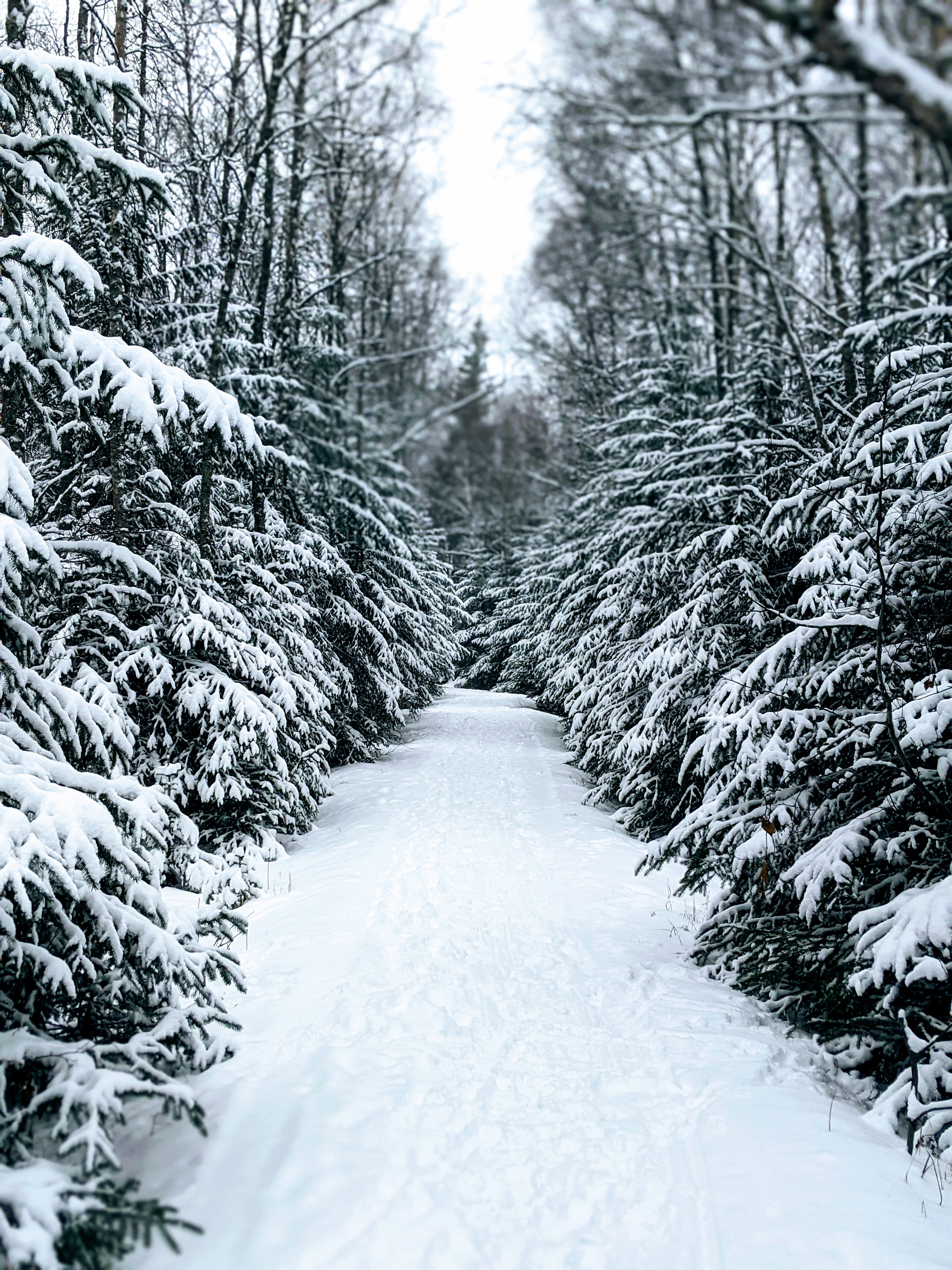 The snowy trail