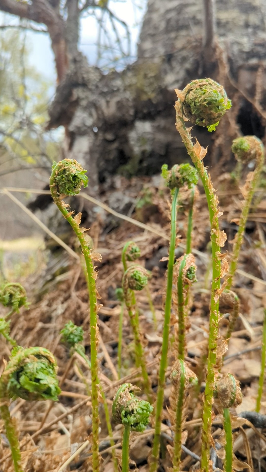 Fiddleheads picked