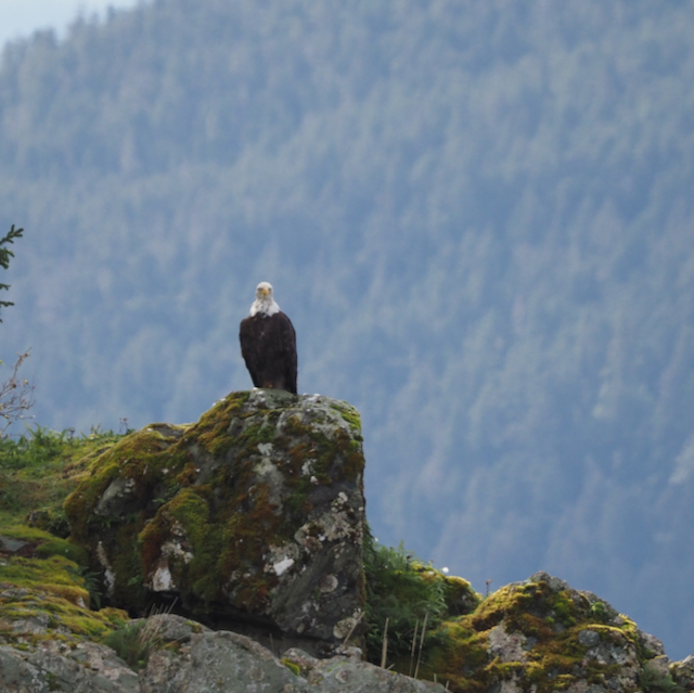 Bald Eagle perched on rock