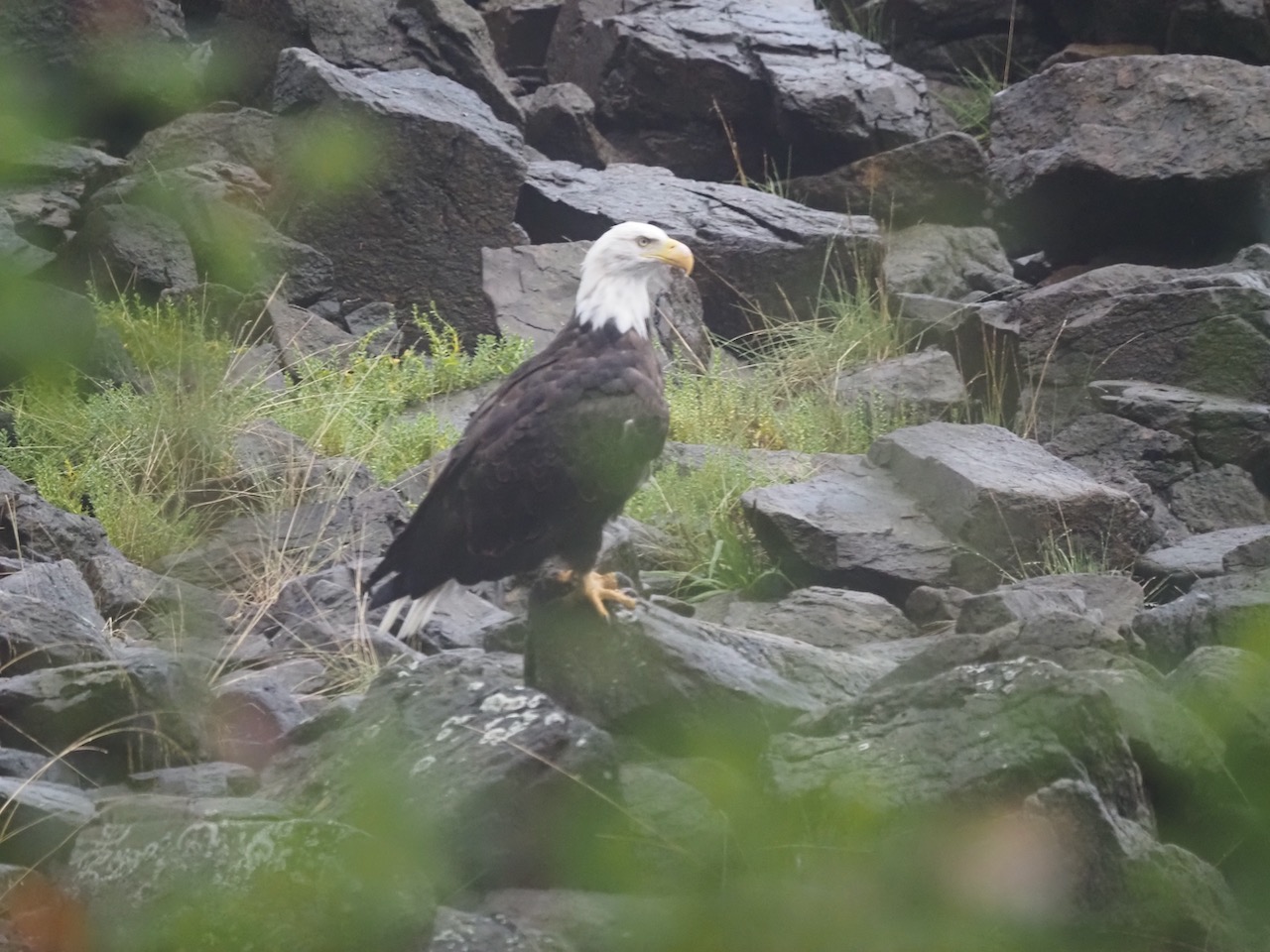 Bald Eagle sitting on a rock