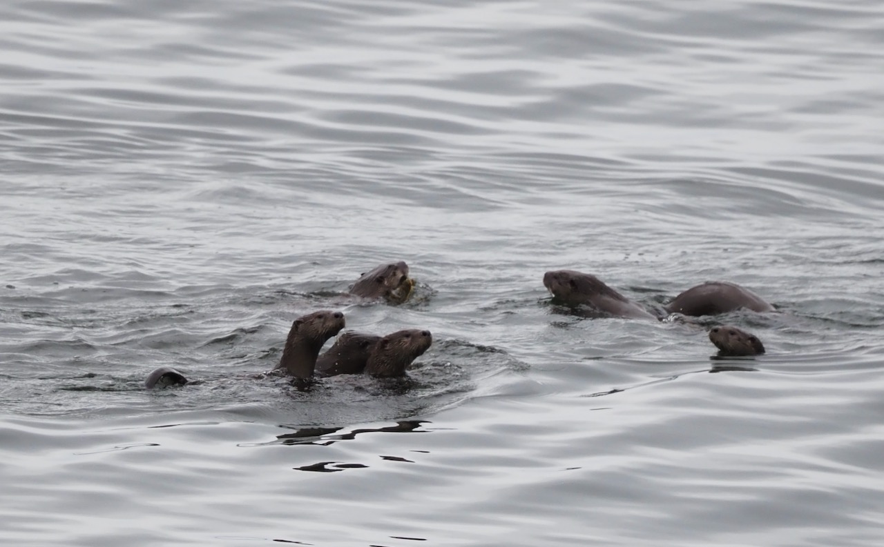 River otters in Peterson Creek