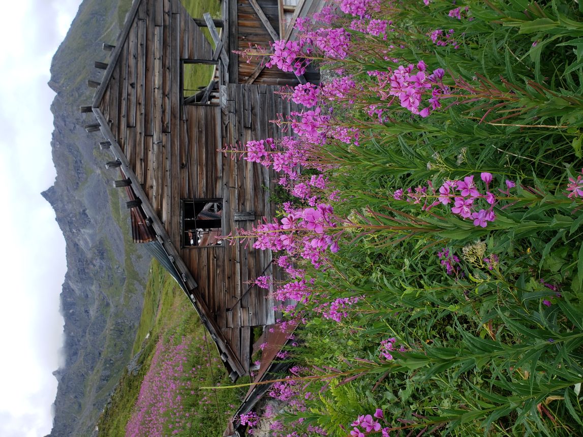 06. Trina Smith - Old and Bloom