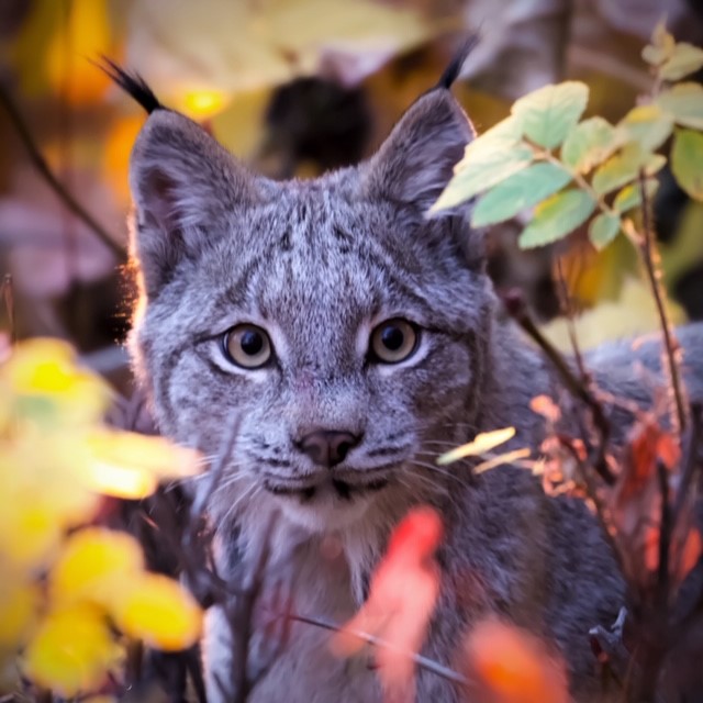 11. Kaiulani Rees - Ghost of the Forest, Fall Lynx 2