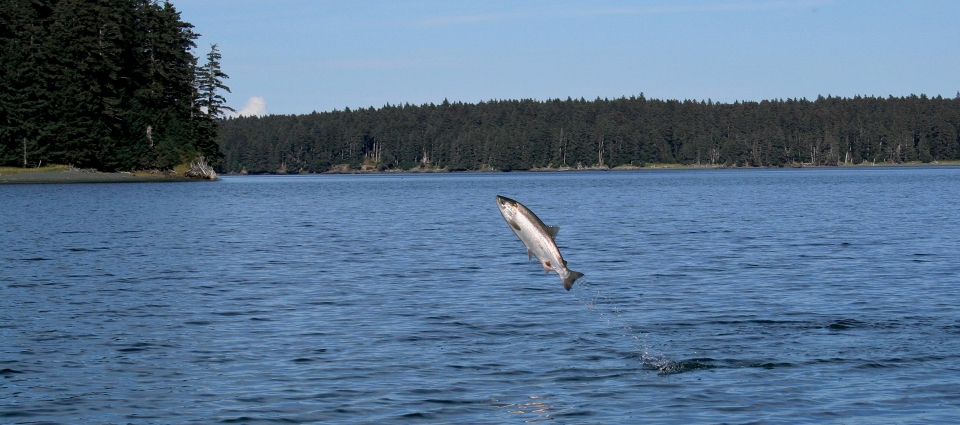 Salmon leaps out of water, Big Bay in Shuyak Island