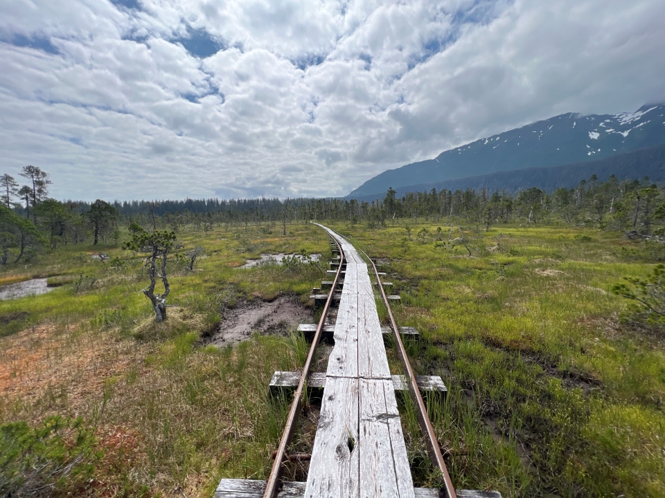 Photo of weathered tram rails