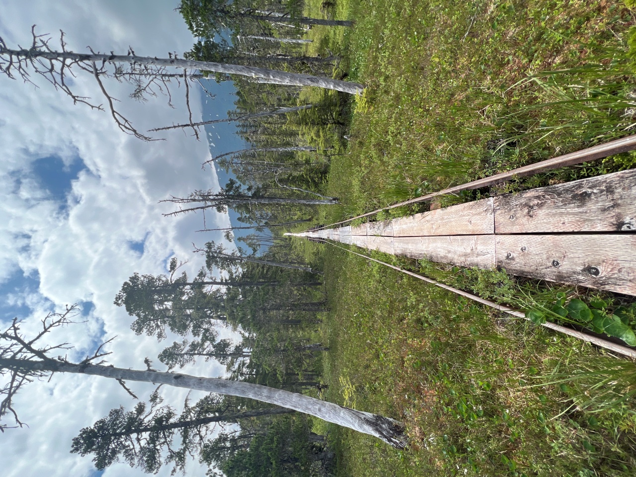 Photo of weathered tram rails