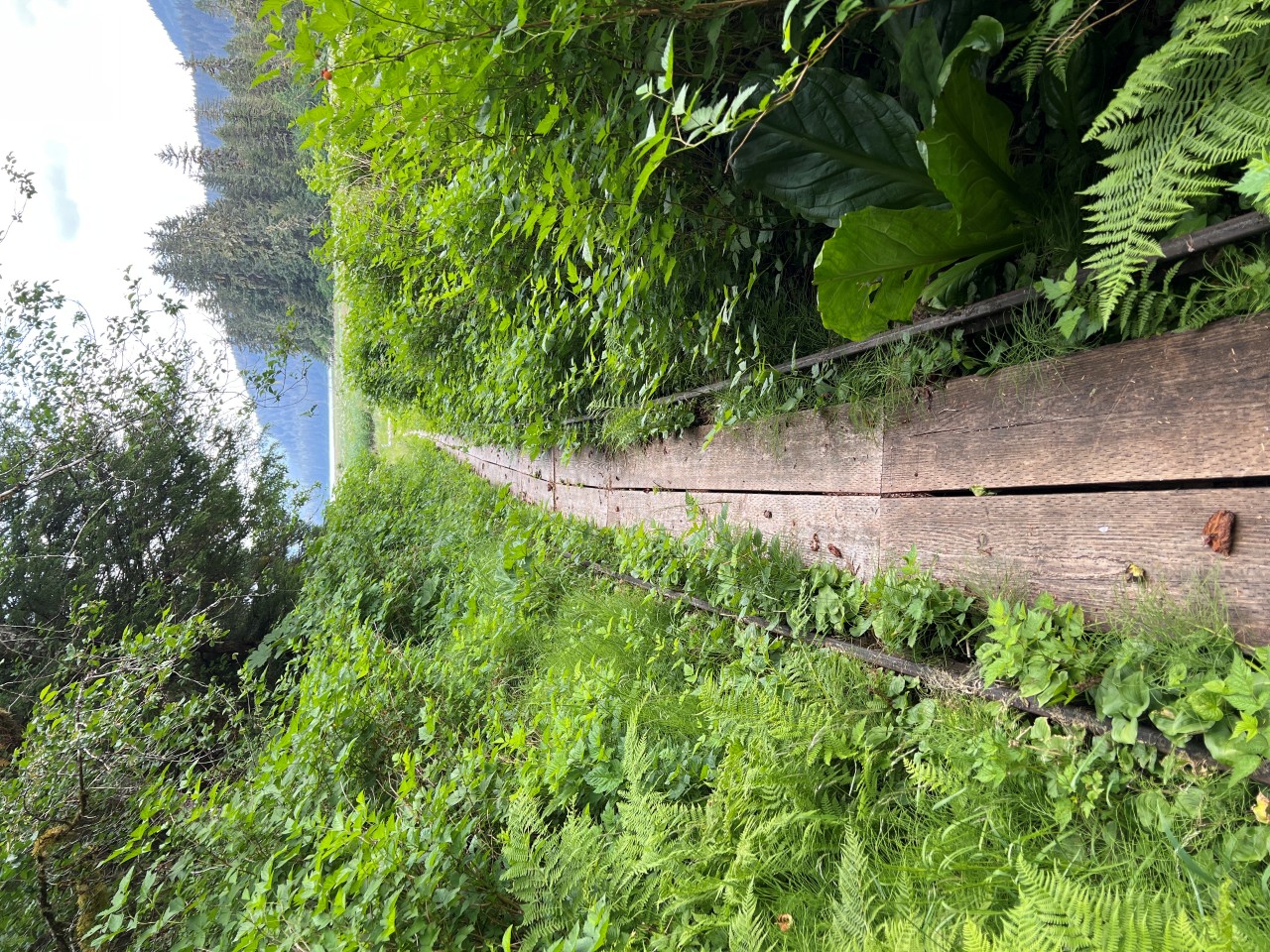 Photo of weathered tram rails